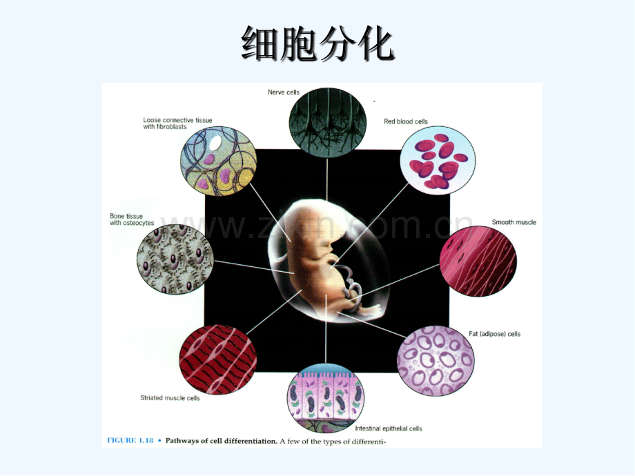 胚胎发育与细胞分化-PPT.pptx_第2页