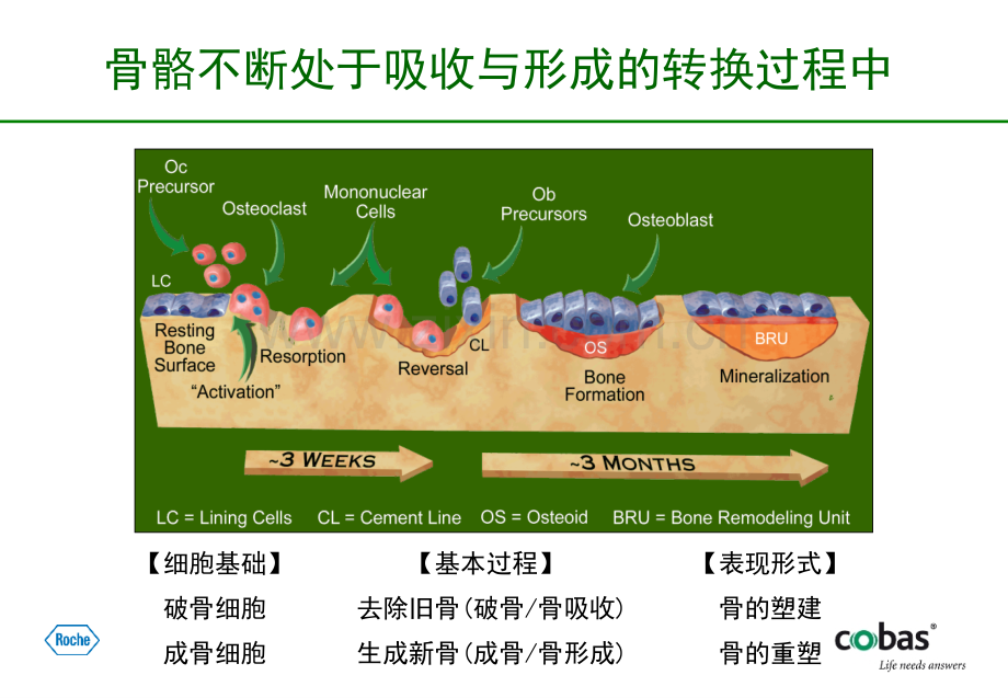 骨转换标志物临床意义.ppt_第3页