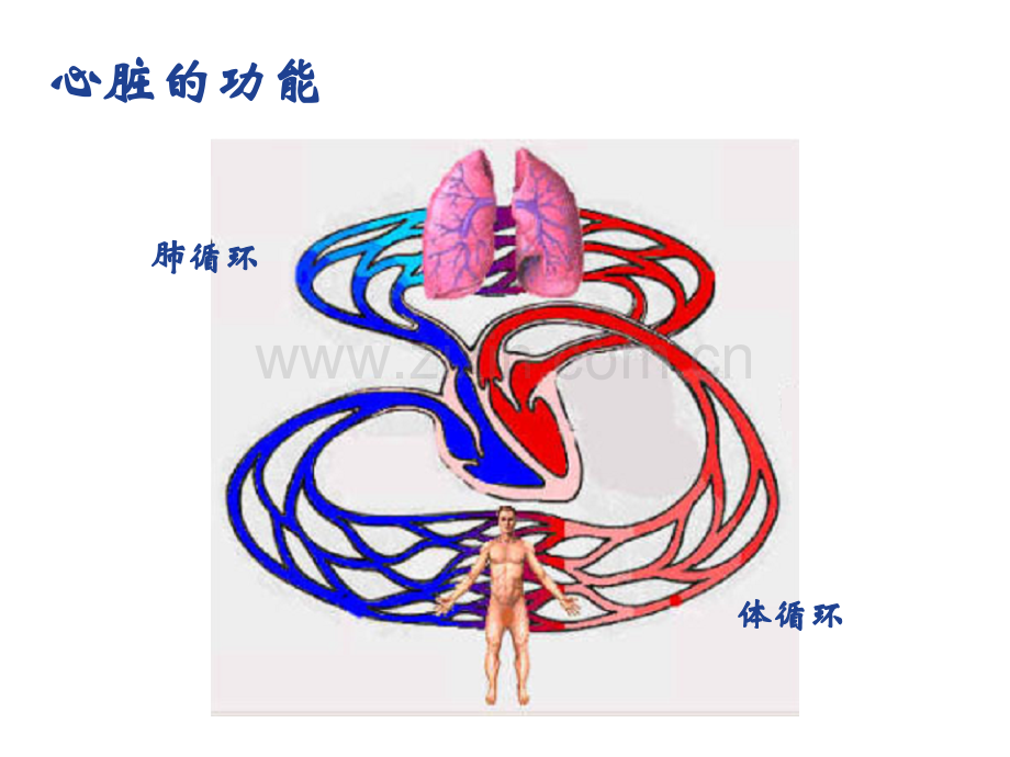 心脏解剖和生理.ppt_第2页