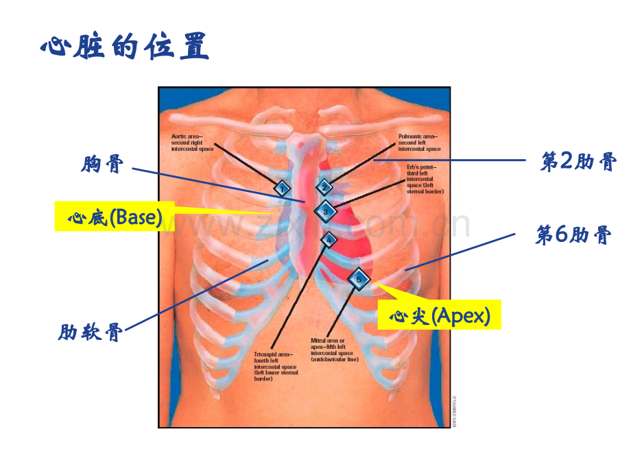 心脏解剖和生理.ppt_第3页