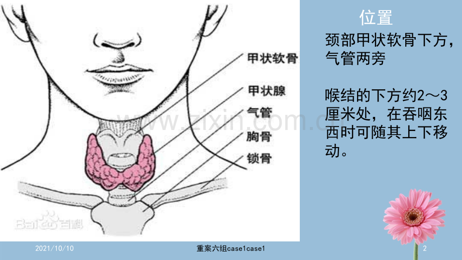 甲状腺的解剖结构.ppt_第2页