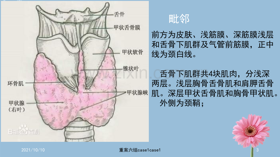 甲状腺的解剖结构.ppt_第3页