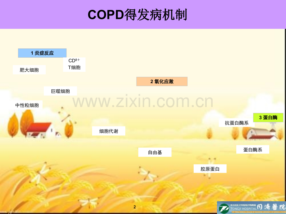 抗氧化在慢阻肺临床治疗中的重要性.pptx_第2页