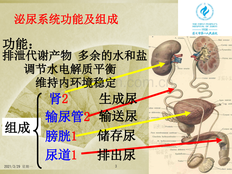 肾脏解剖组织结构.ppt_第3页