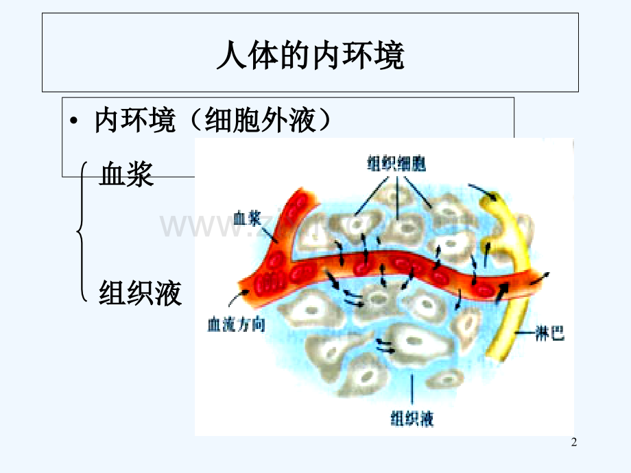 人体维持内环境稳定-PPT.ppt_第2页