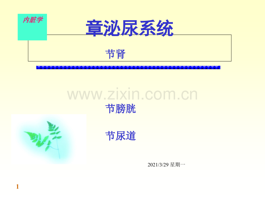 泌尿系统完整结构.ppt_第1页