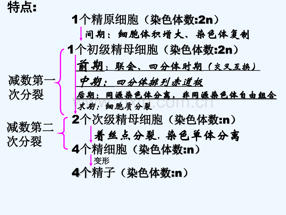 高中生物必修二知识总结-PPT.ppt_第2页