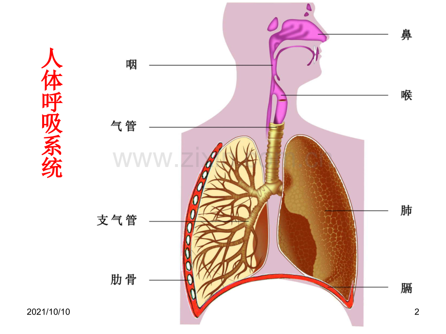 人体四大系统.ppt_第2页