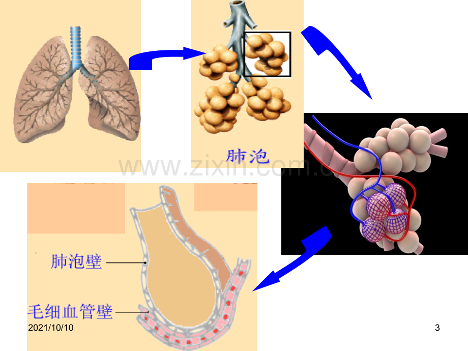 人体四大系统.ppt_第3页