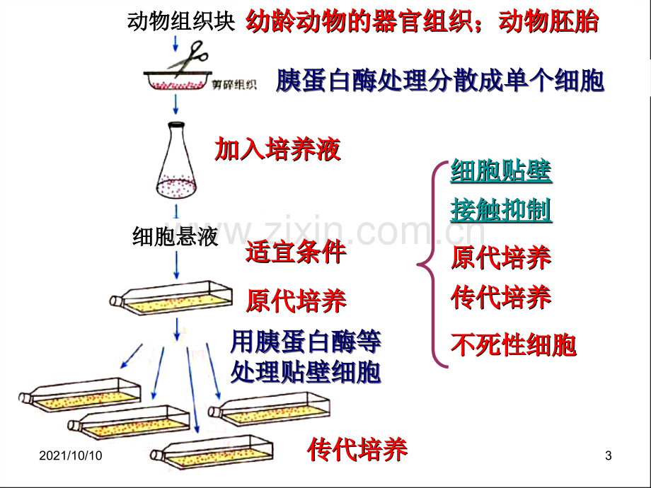 动物细胞工程2.ppt_第3页