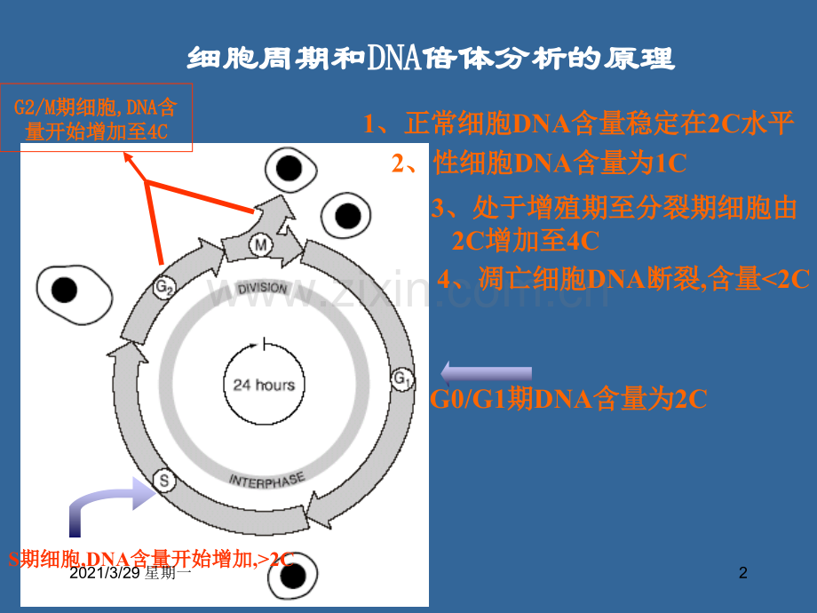 用ModFit软件分析DNA倍体和细胞周期.ppt_第2页