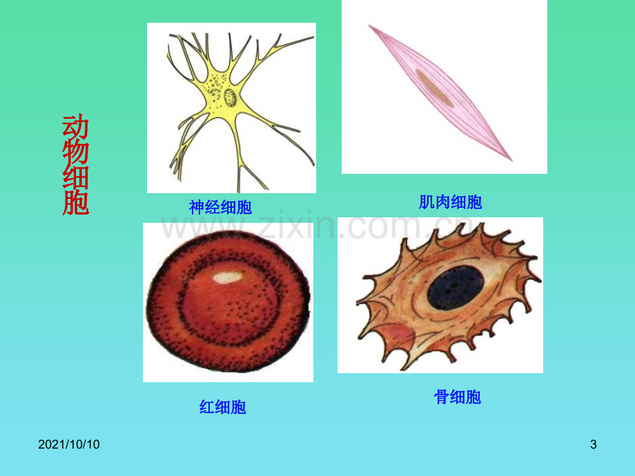 第二节2-人和动物细胞的结构和功能.ppt_第3页