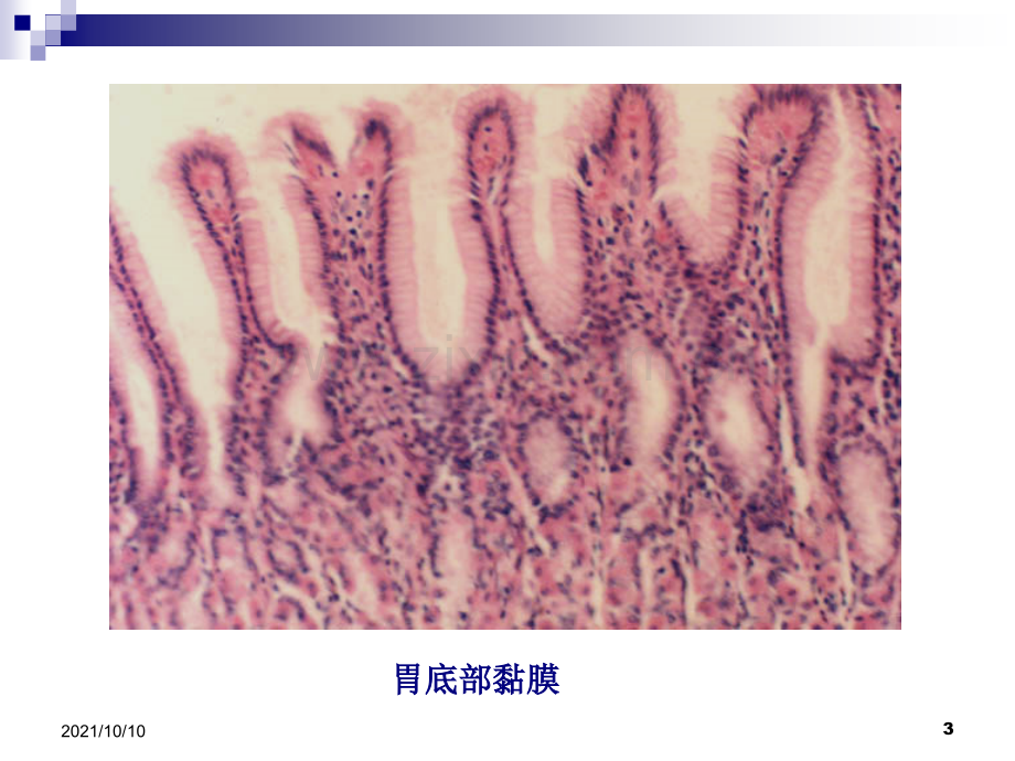 组织学与胚胎学切片图[1].ppt_第3页