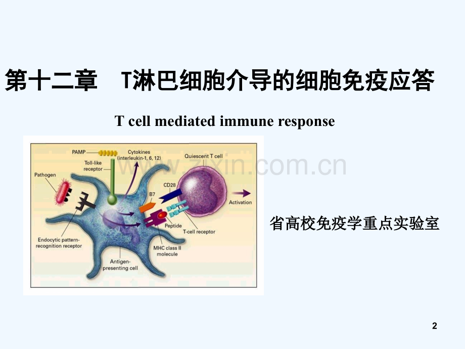 [免疫学]T细胞应答-PPT.ppt_第2页