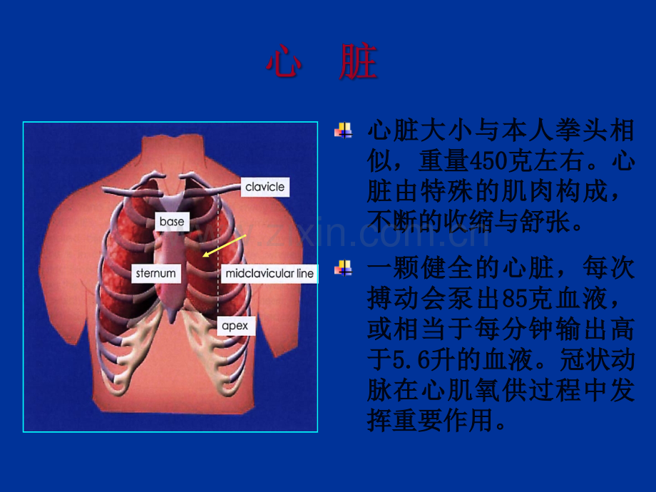 冠心病课件.ppt_第2页