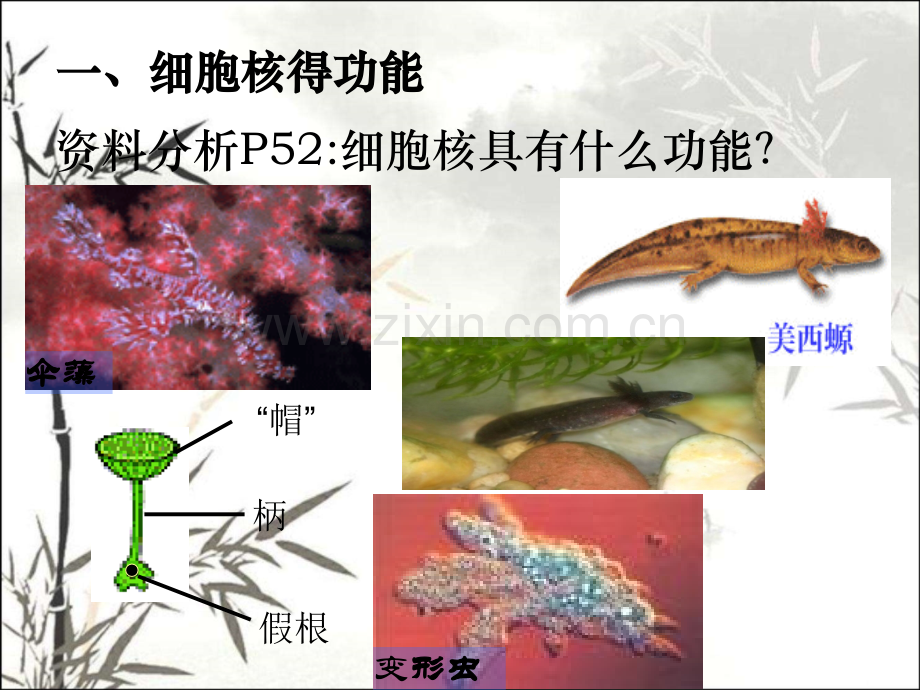 细胞核系统的控制中心-(2).pptx_第3页