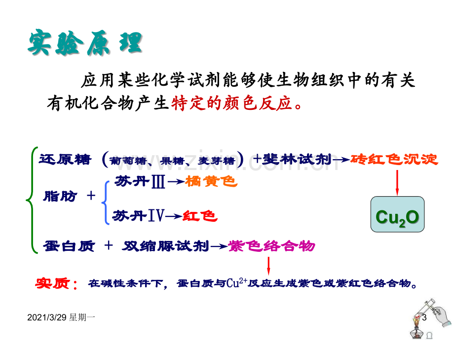 生物必修一--实验：检测生物组织中的糖类-脂肪和蛋白质.ppt_第3页