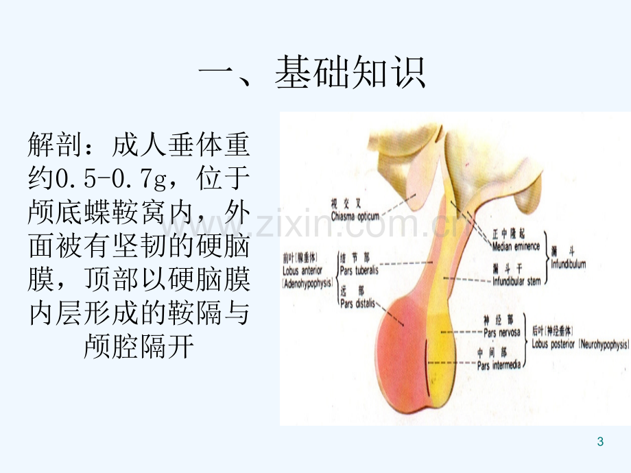 腺垂体功能减退症病人的护理-PPT.ppt_第3页