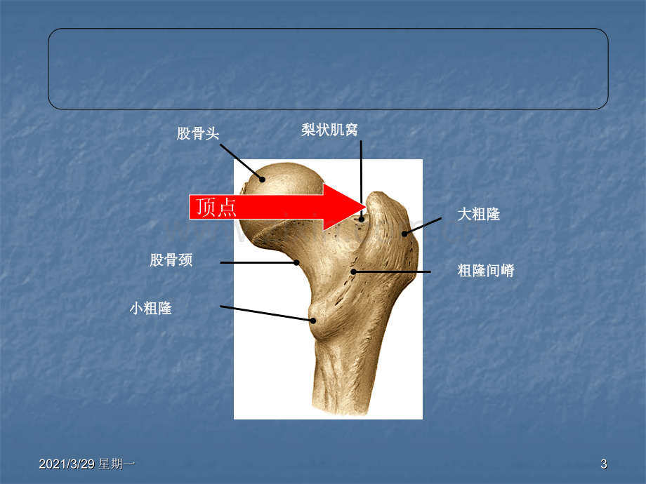 股骨转子间骨折的分型、治疗.ppt_第3页