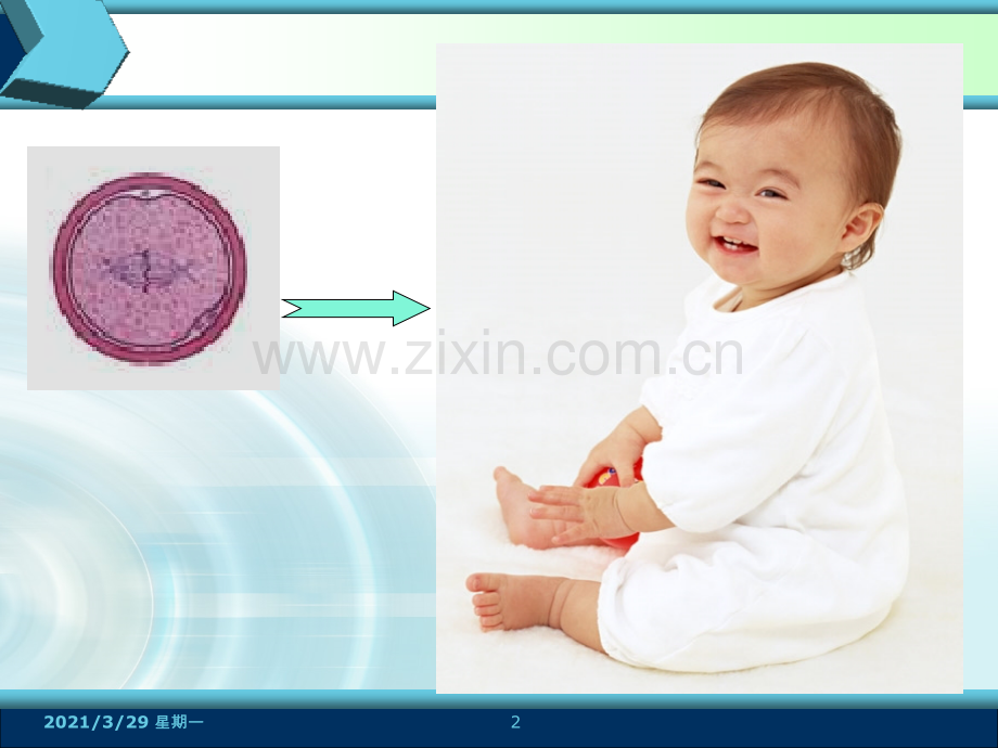 生物必修一第六章第二节细胞的分化.ppt_第2页