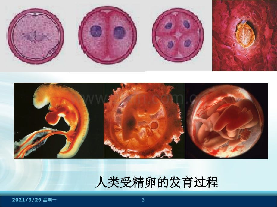 生物必修一第六章第二节细胞的分化.ppt_第3页