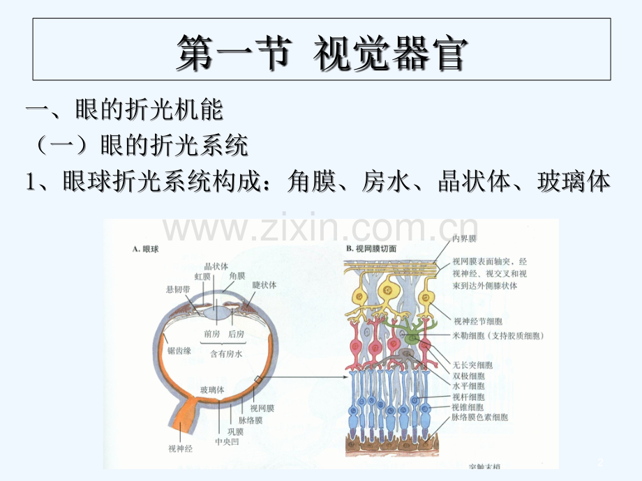 人体生理学-04感觉器官-PPT.ppt_第2页