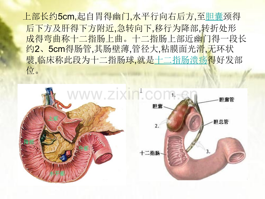 对壶腹周围癌的诊断.pptx_第2页