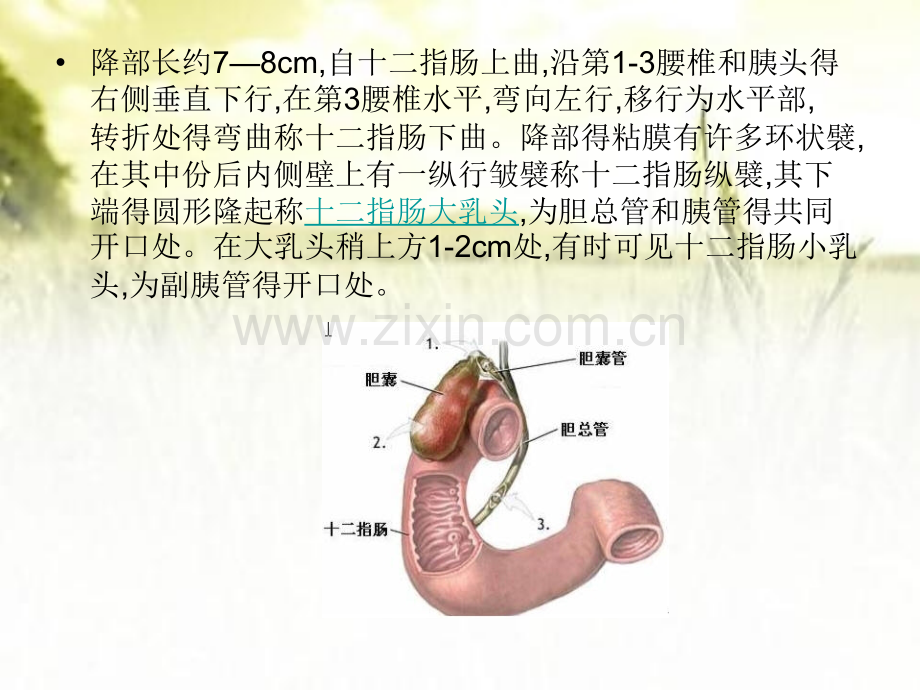 对壶腹周围癌的诊断.pptx_第3页