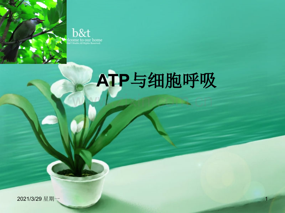 ATP与细胞呼吸一轮复习.ppt_第1页