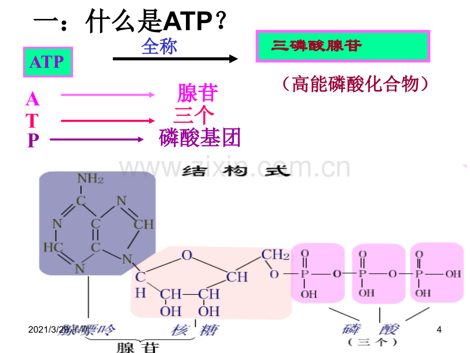 ATP与细胞呼吸一轮复习.ppt_第3页