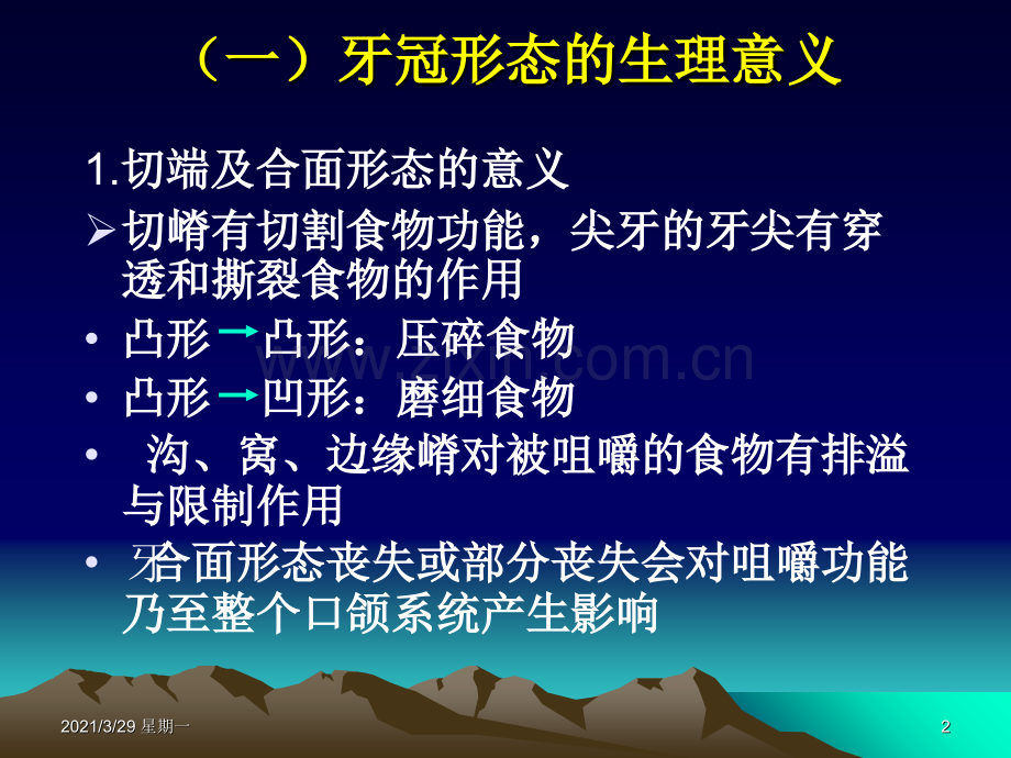 牙体形态的生理意义.ppt_第2页