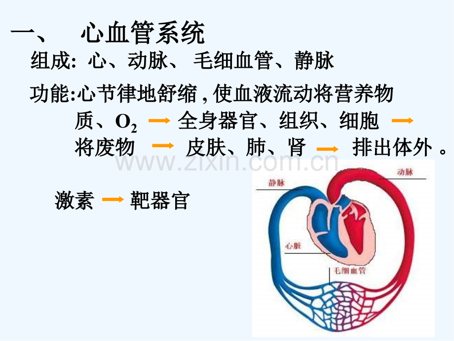 脉管心脏淋巴.pptx_第2页