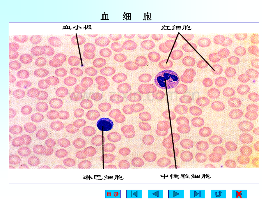 生理学课件-血液-.ppt_第3页