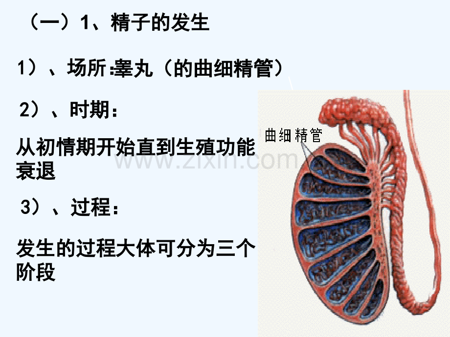 胚胎工程一轮复习课件-PPT.ppt_第3页