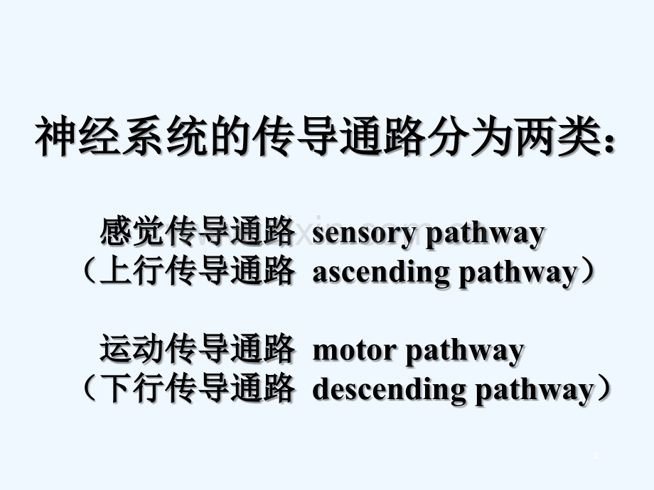 感觉传导通路-PPT.ppt_第2页