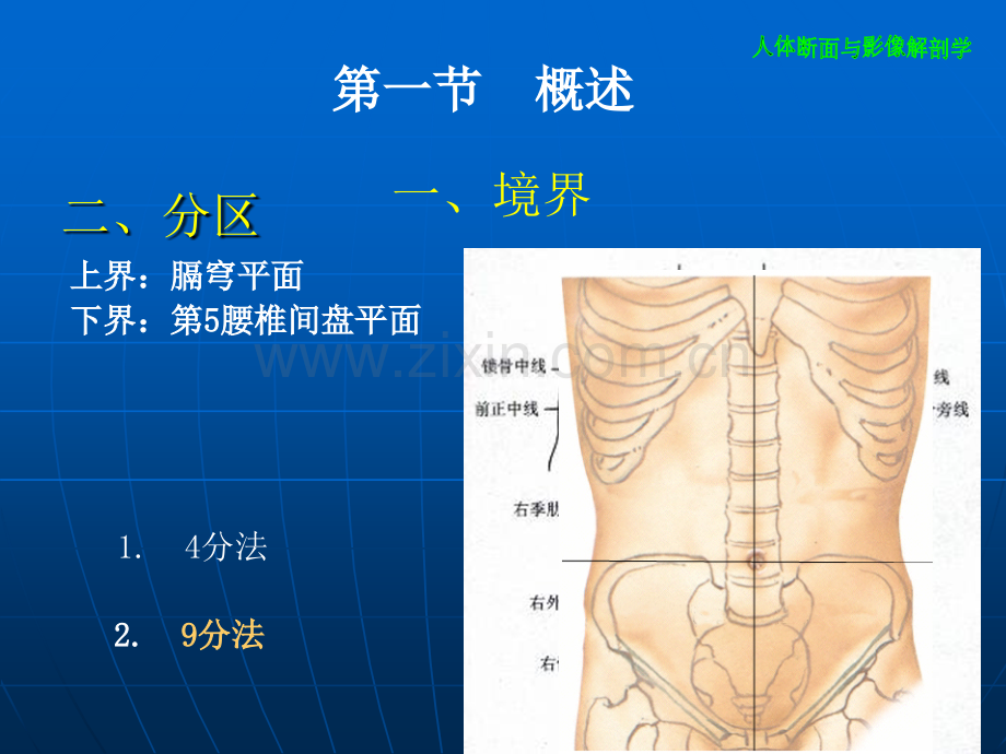 解剖学--腹部.ppt_第3页