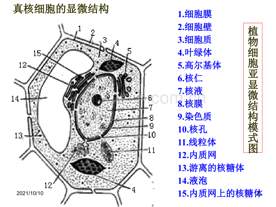 高中生物——细胞结构功能图.ppt_第2页