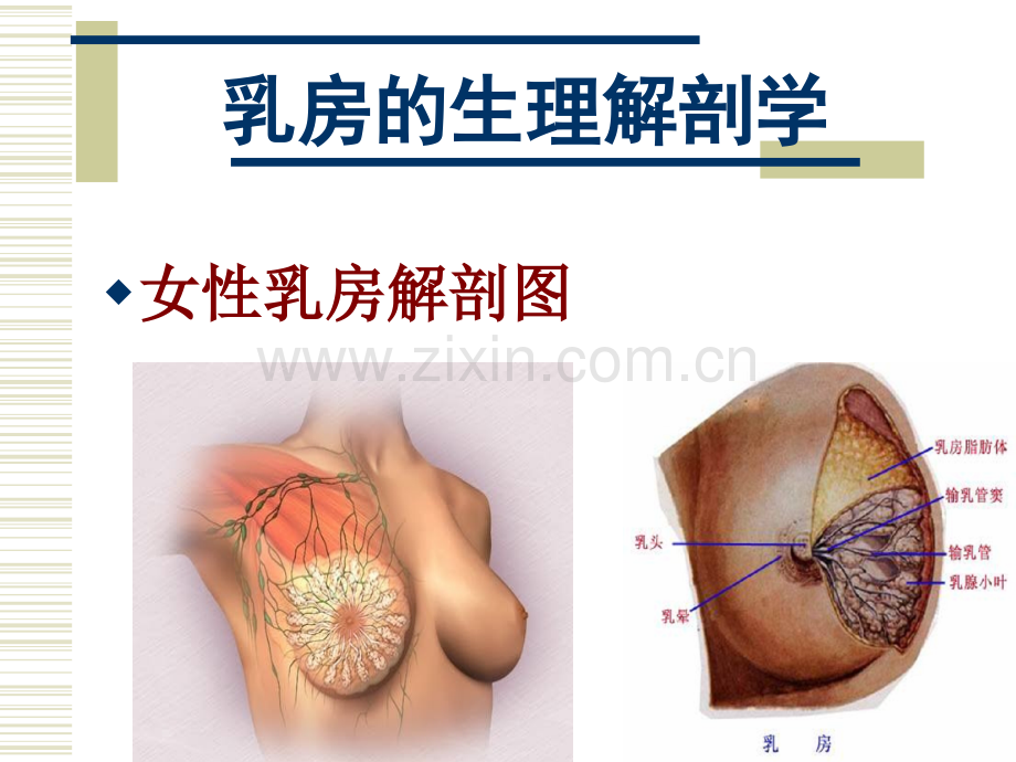 乳腺疾病科普知识.ppt_第2页