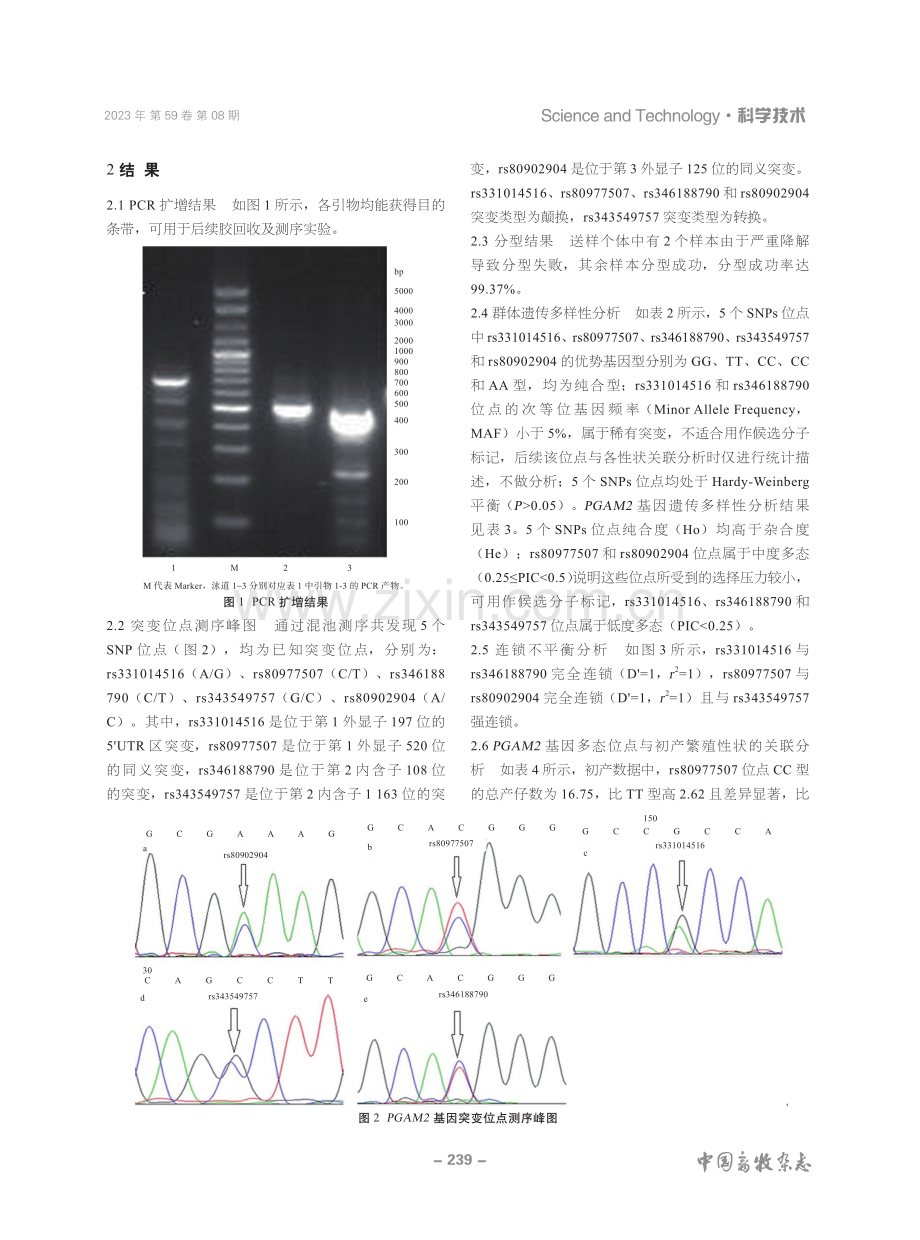 大白猪PGAM2基因多态性与生长繁殖性状的关联分析 (1).pdf_第3页