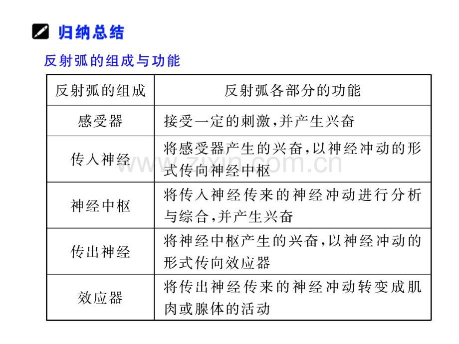 高三理化生通过神经系统调节.pptx_第3页