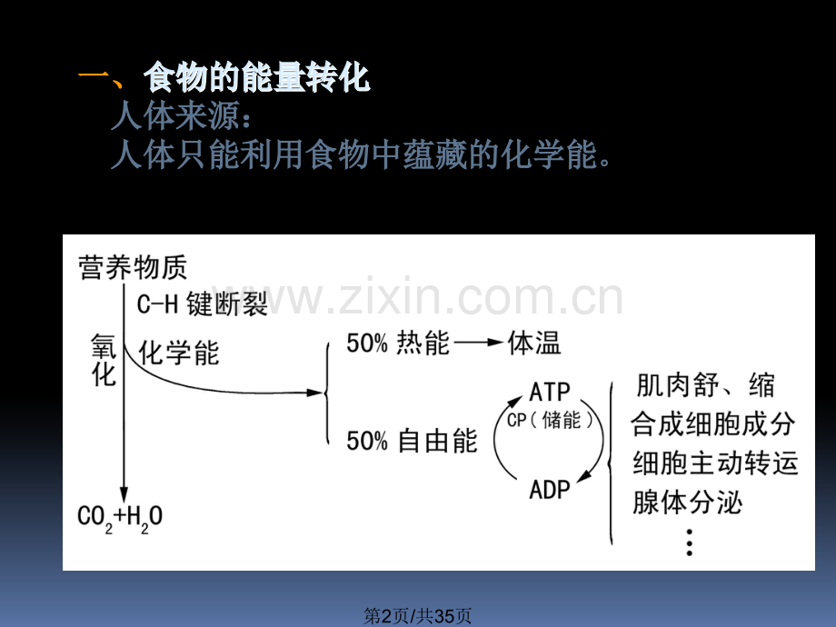 动物生理学绪论.pptx_第2页