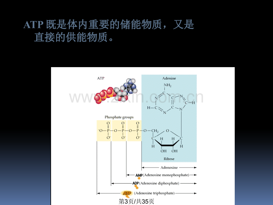 动物生理学绪论.pptx_第3页