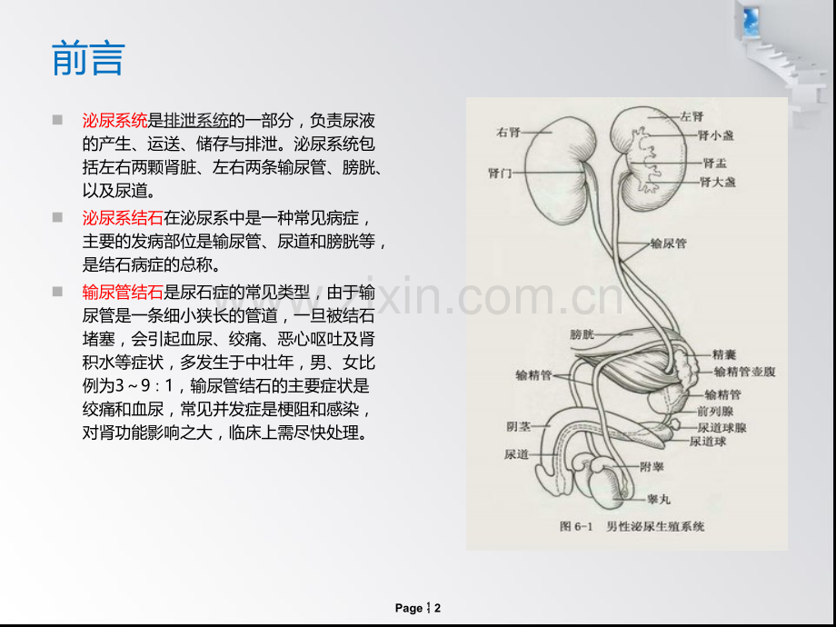 输尿管结石患者的护理查房1.pptx_第2页