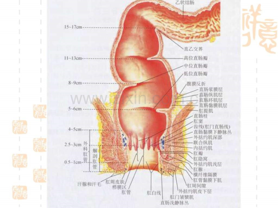 肛肠培训很好.pptx_第3页