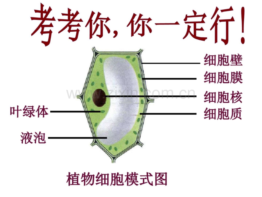 新人教版七级生物上册细.pptx_第1页