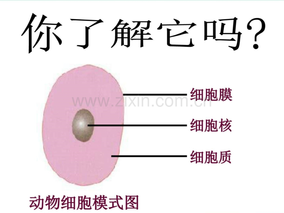 新人教版七级生物上册细.pptx_第2页