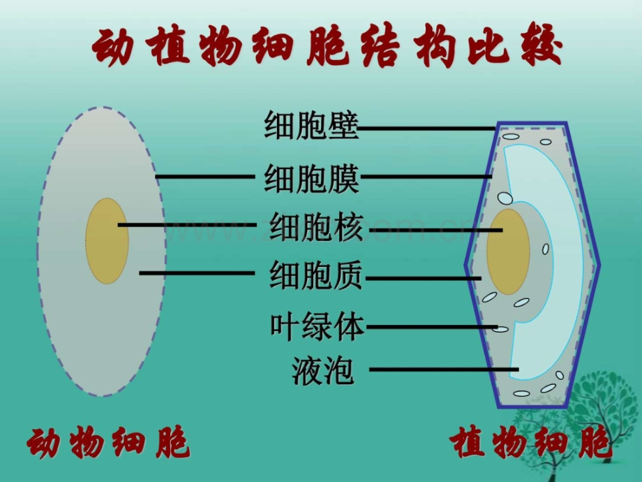 新人教版七级生物上册细.pptx_第3页