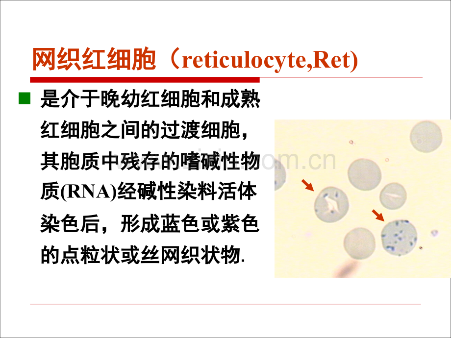 网织红细胞计数.pptx_第2页