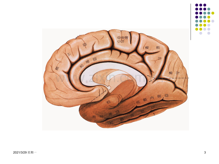 边缘系统的解剖与临床.ppt_第3页