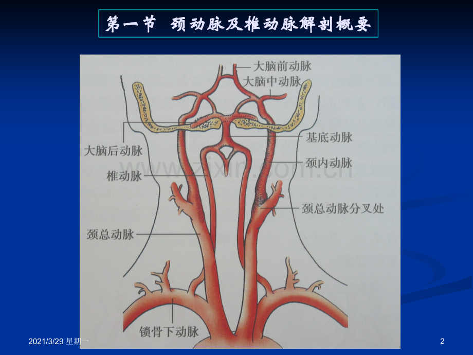 颈动脉疾病超声诊断-.ppt_第2页